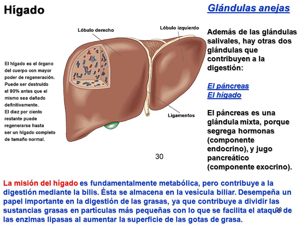 Tipo el que higado de glandula es